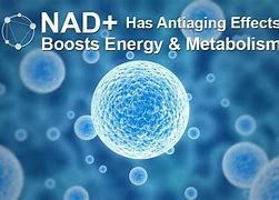 NAD+ has anti aging effects